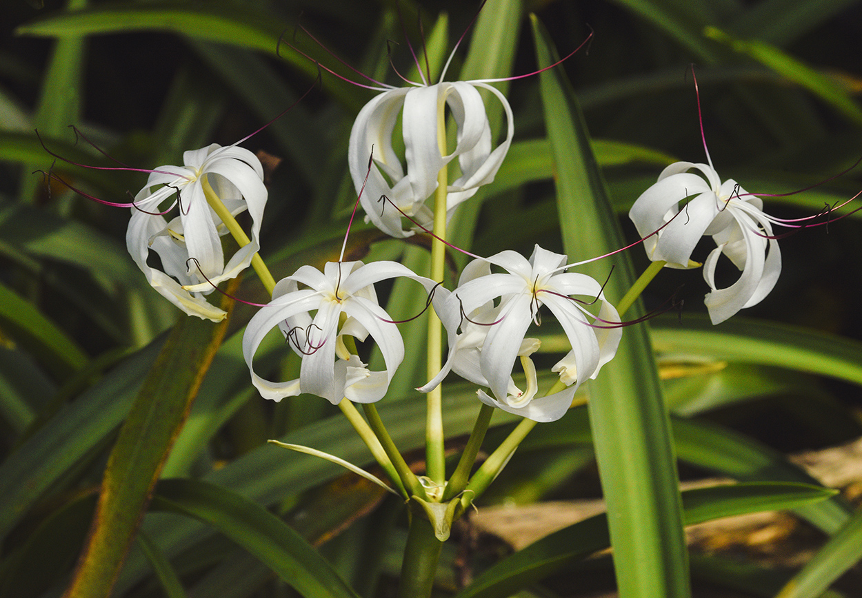 web-Crinum-americanum-Swamp-Lily-water-plant-flower-Lagunita-Salvador-area-El-Golfete-Livingston-Izabal-Mar-14-2020-NH.jpg