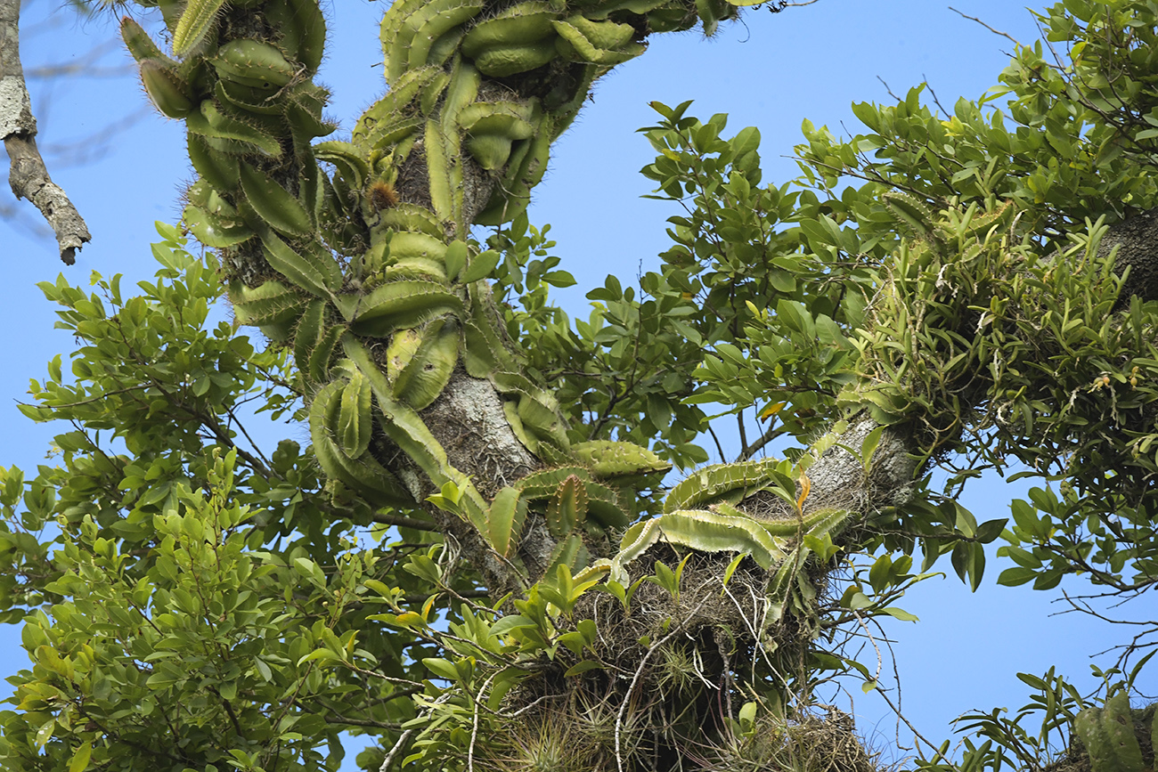 web-Selenicereus-testudo-treetops-Arroyo-Petexbatun-Dec-6-2019-NH-1161